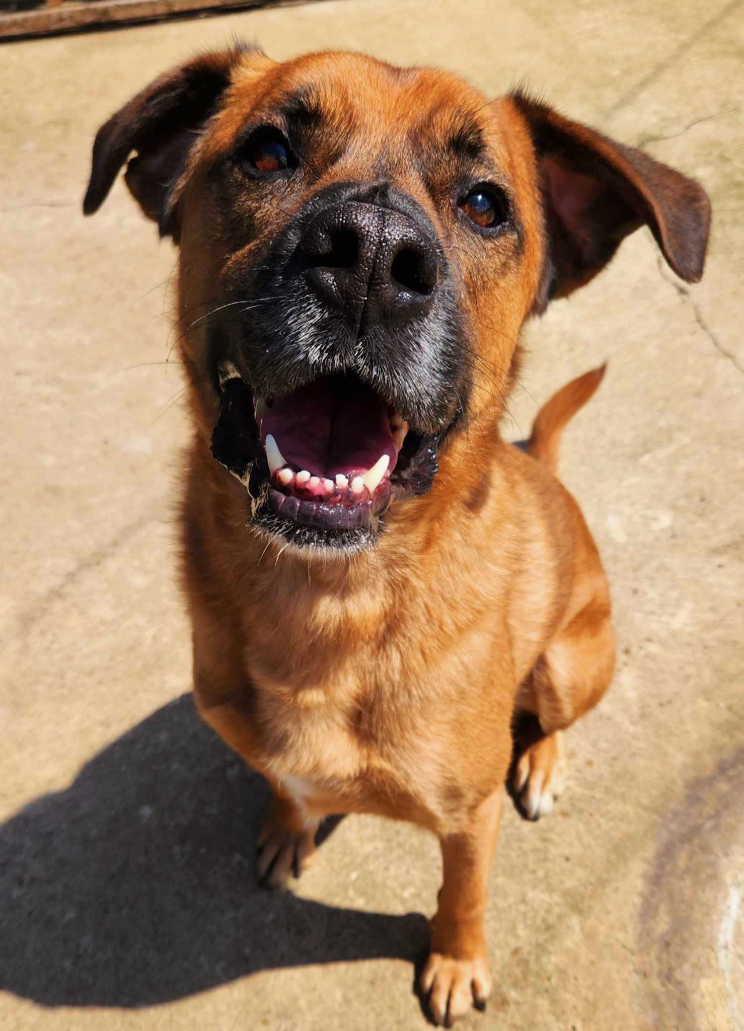 bear-mixed-large-breed-dog-for-adoption