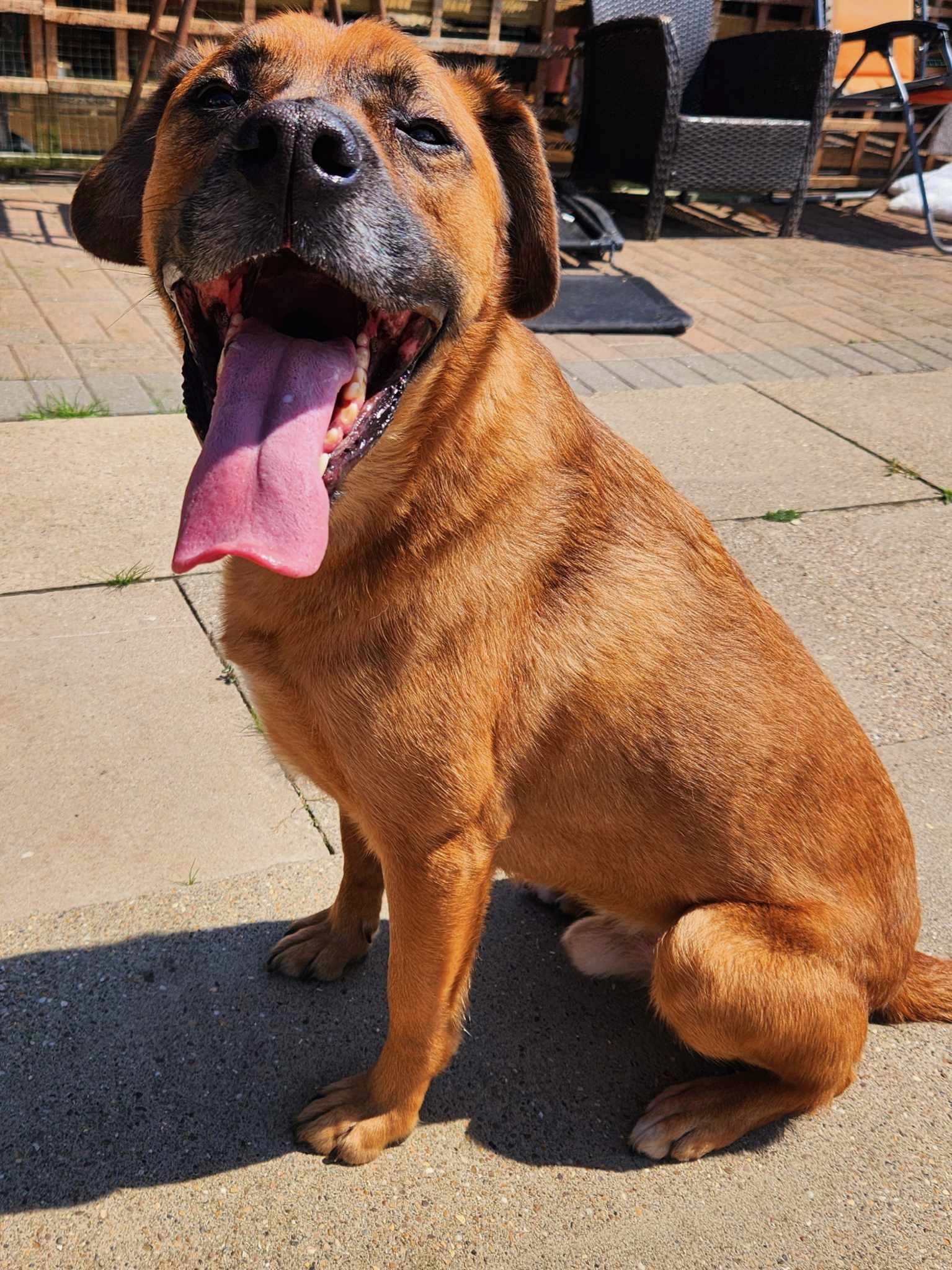 bear-mixed-large-breed-dog-for-adoption2