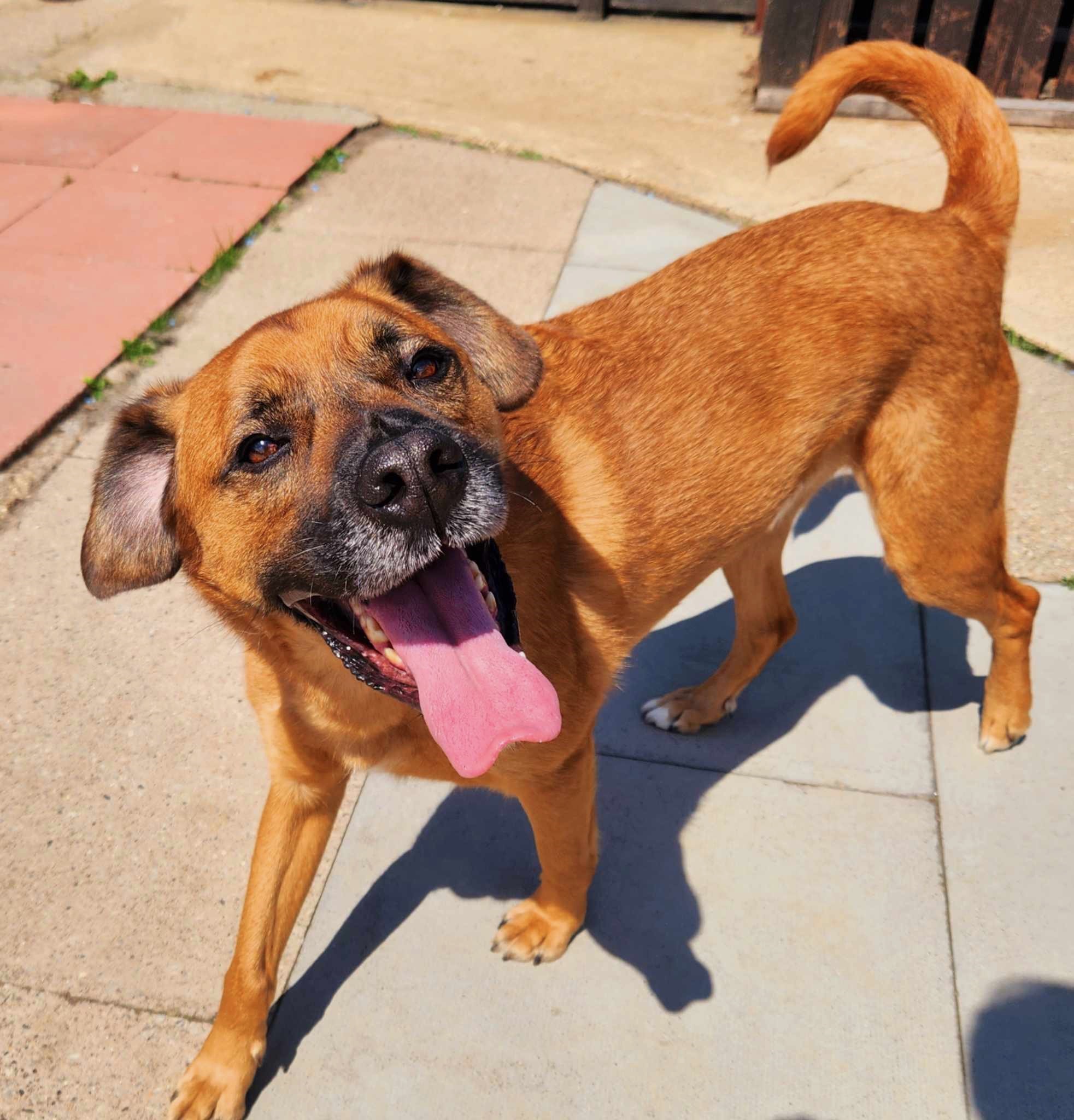 bear-mixed-large-breed-dog-for-adoption3