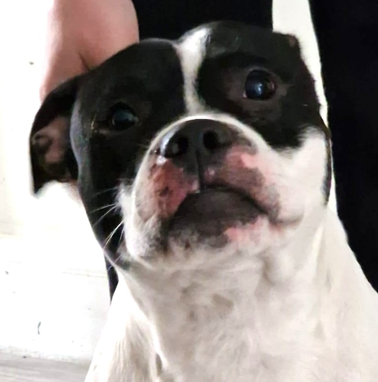 dexter-staffie-for-adoption