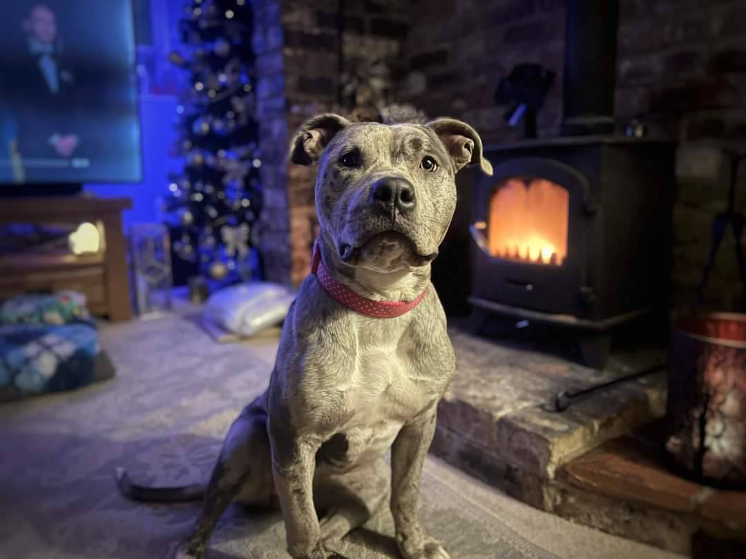 narla-adopted