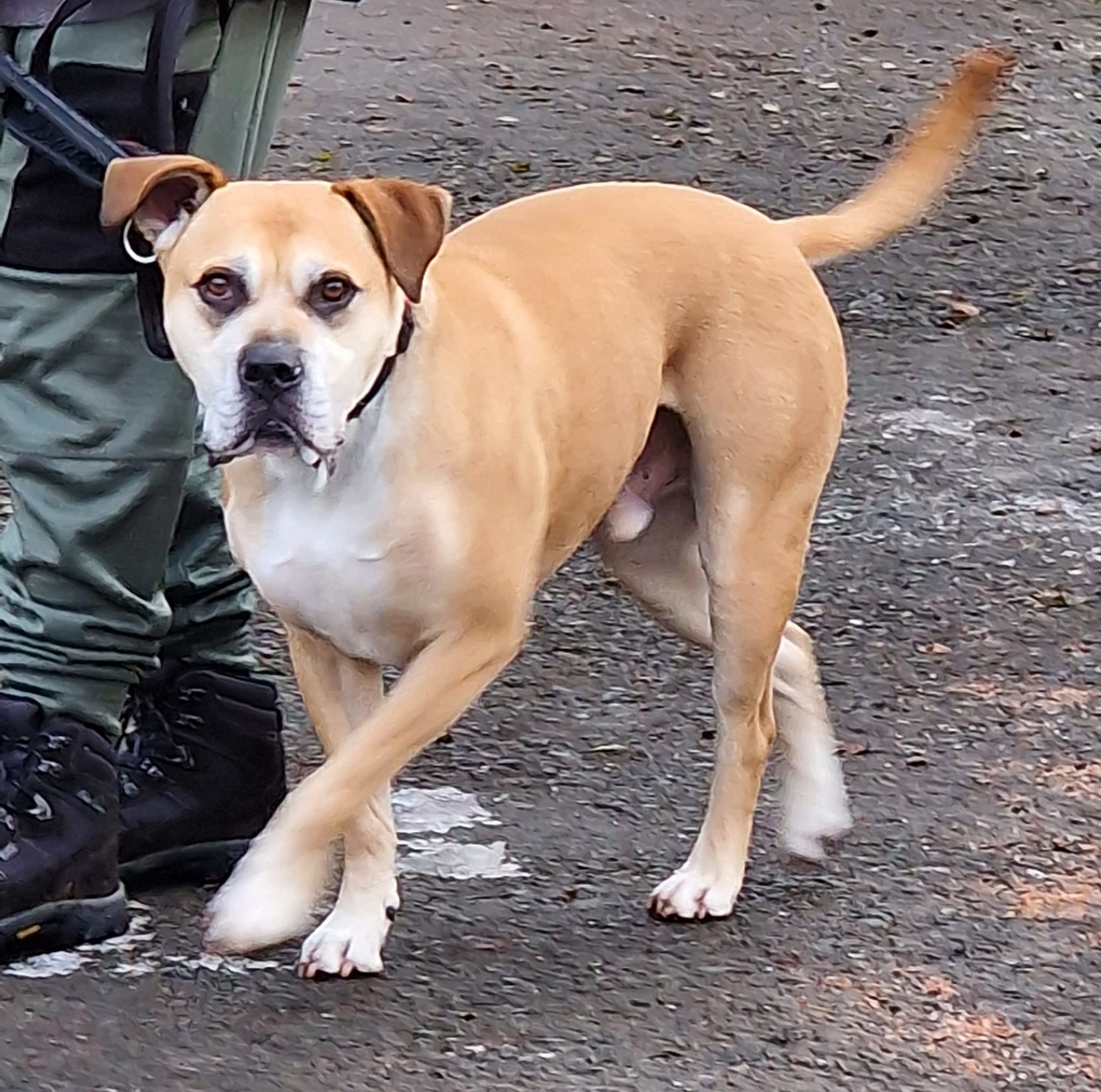 rubble-mixed-bull-breed-for-adoption