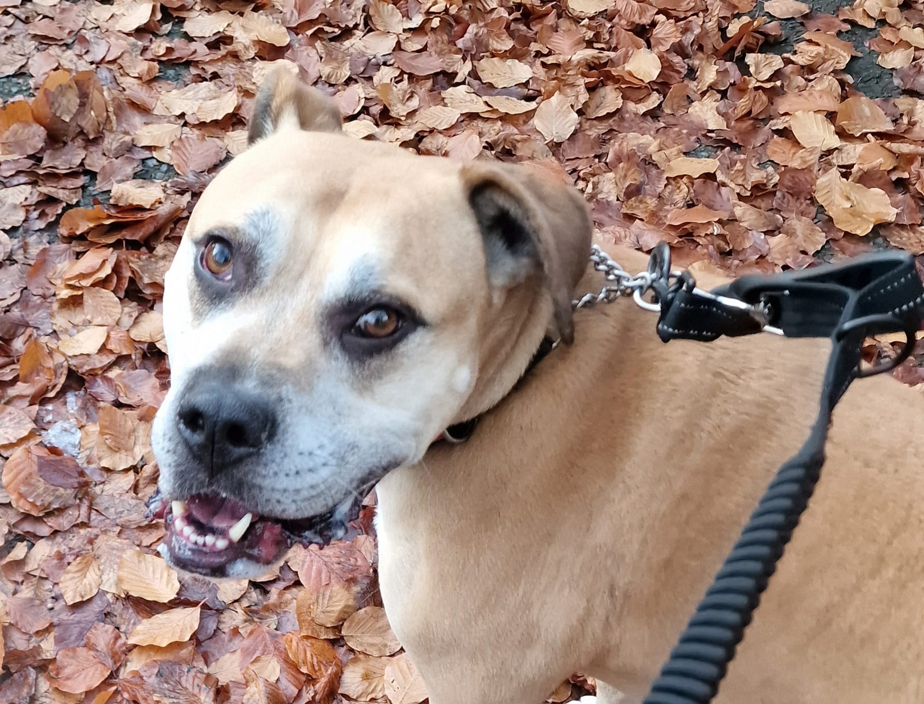 rubble-mixed-bull-breed-for-adoption3