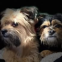 Past Poundie: Benji & Monty