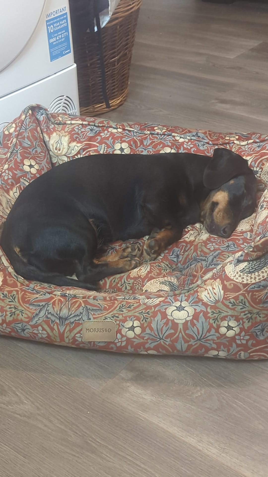 Past Poundie: Dolly