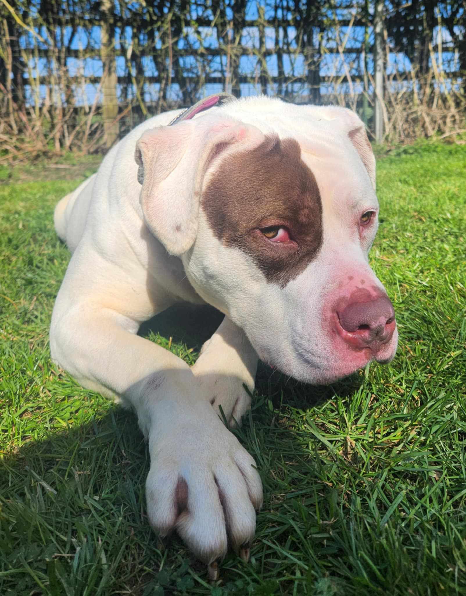 MURPHY (1)