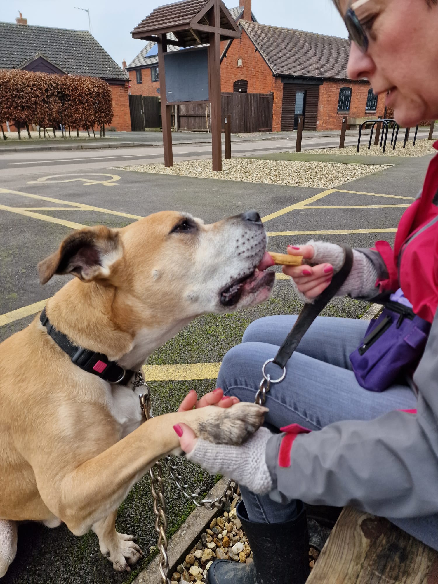 rublble-mastiff-for-adoption