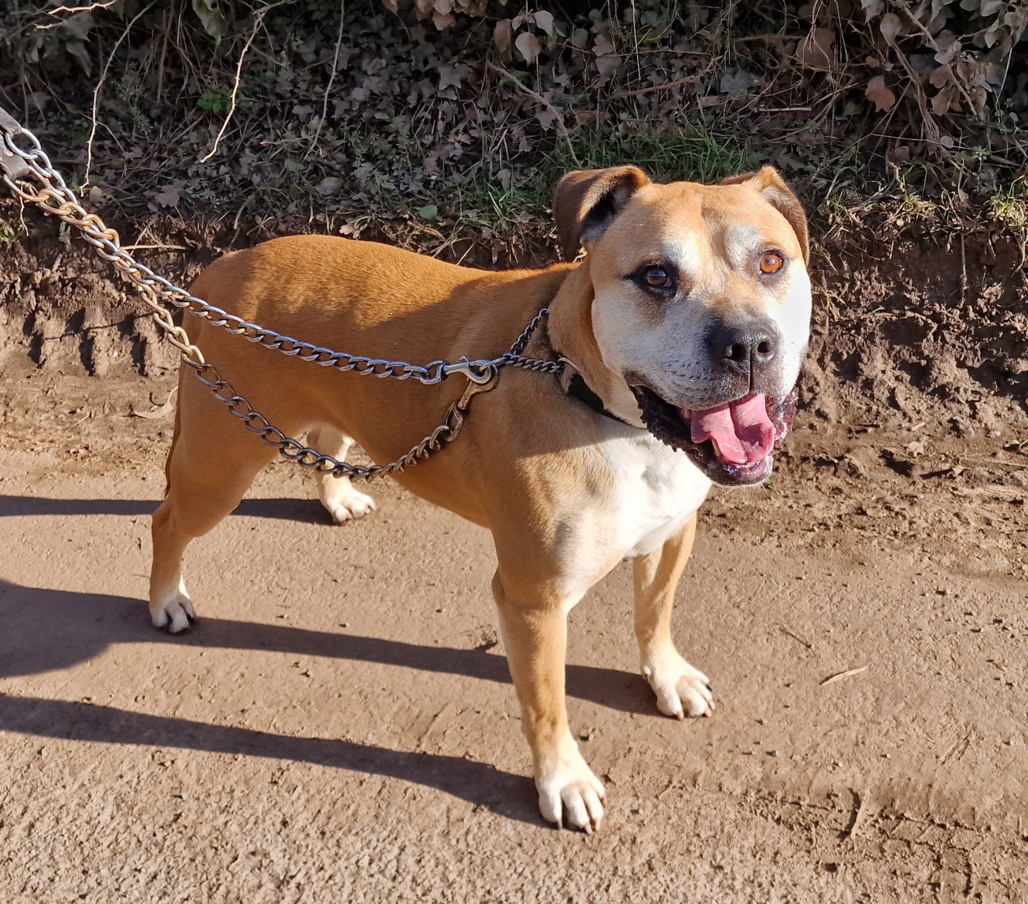 rublble-mastiff-for-adoption.jpg2