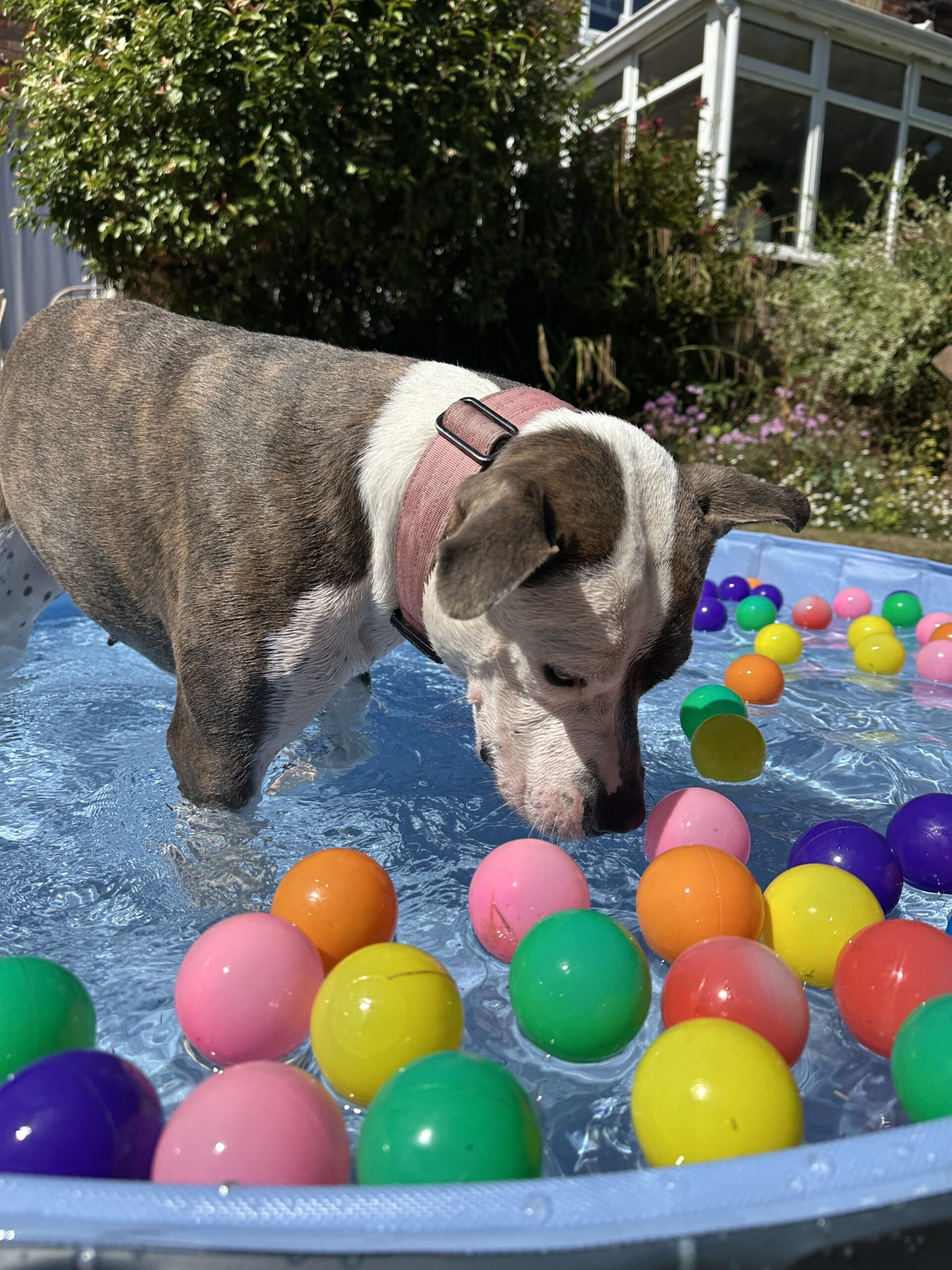 Luna Ball Pit