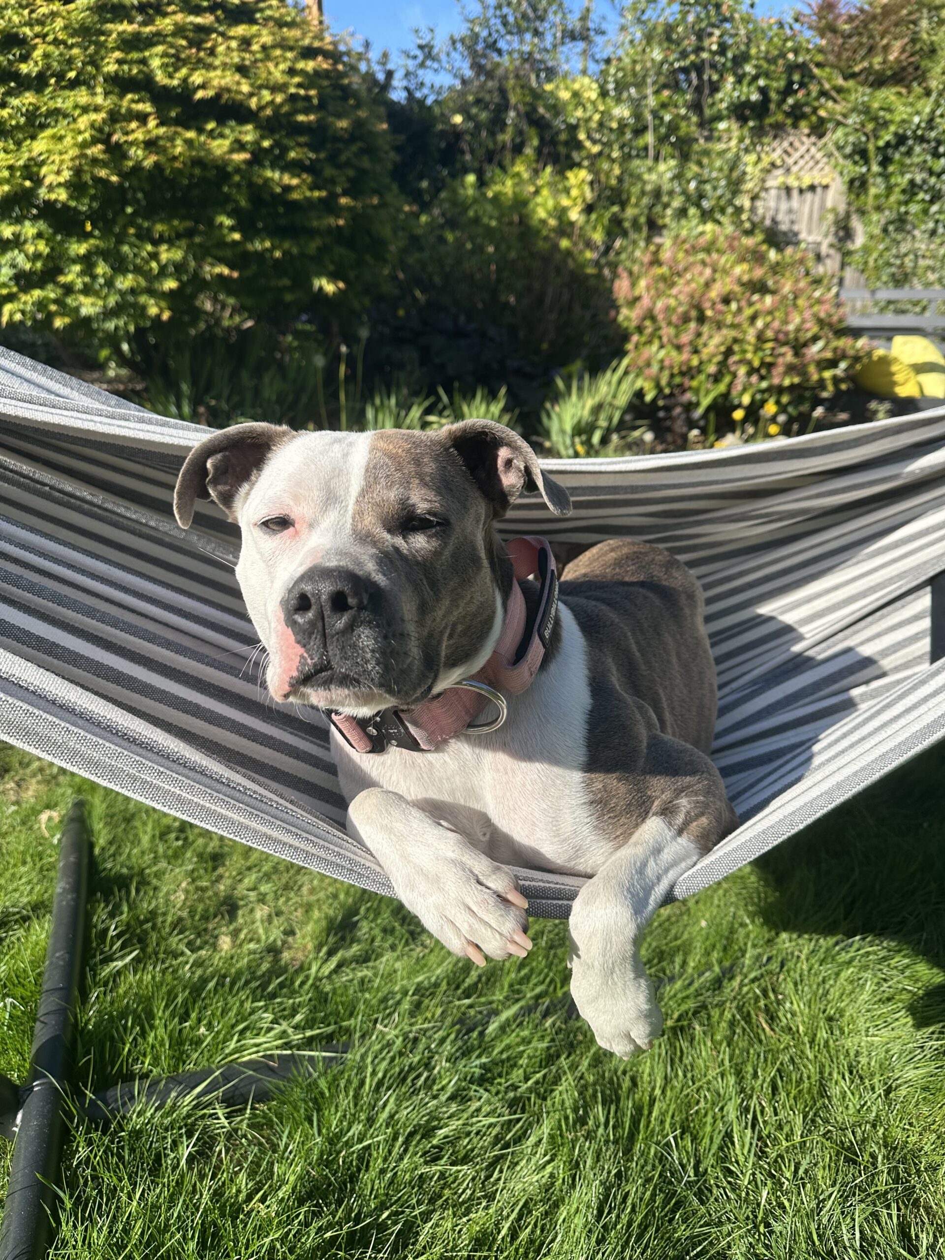 Luna Hammock