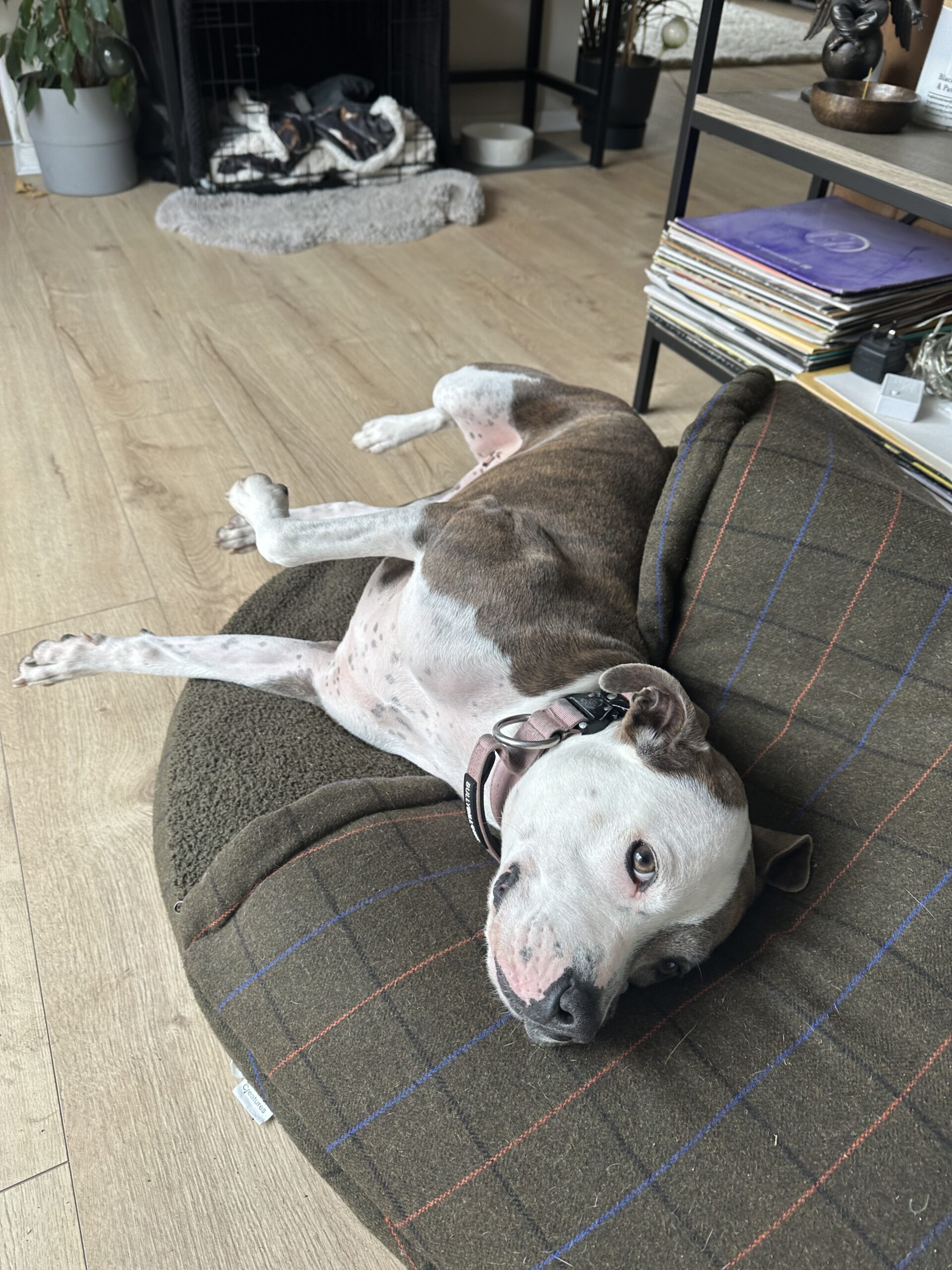 Luna Lying Down