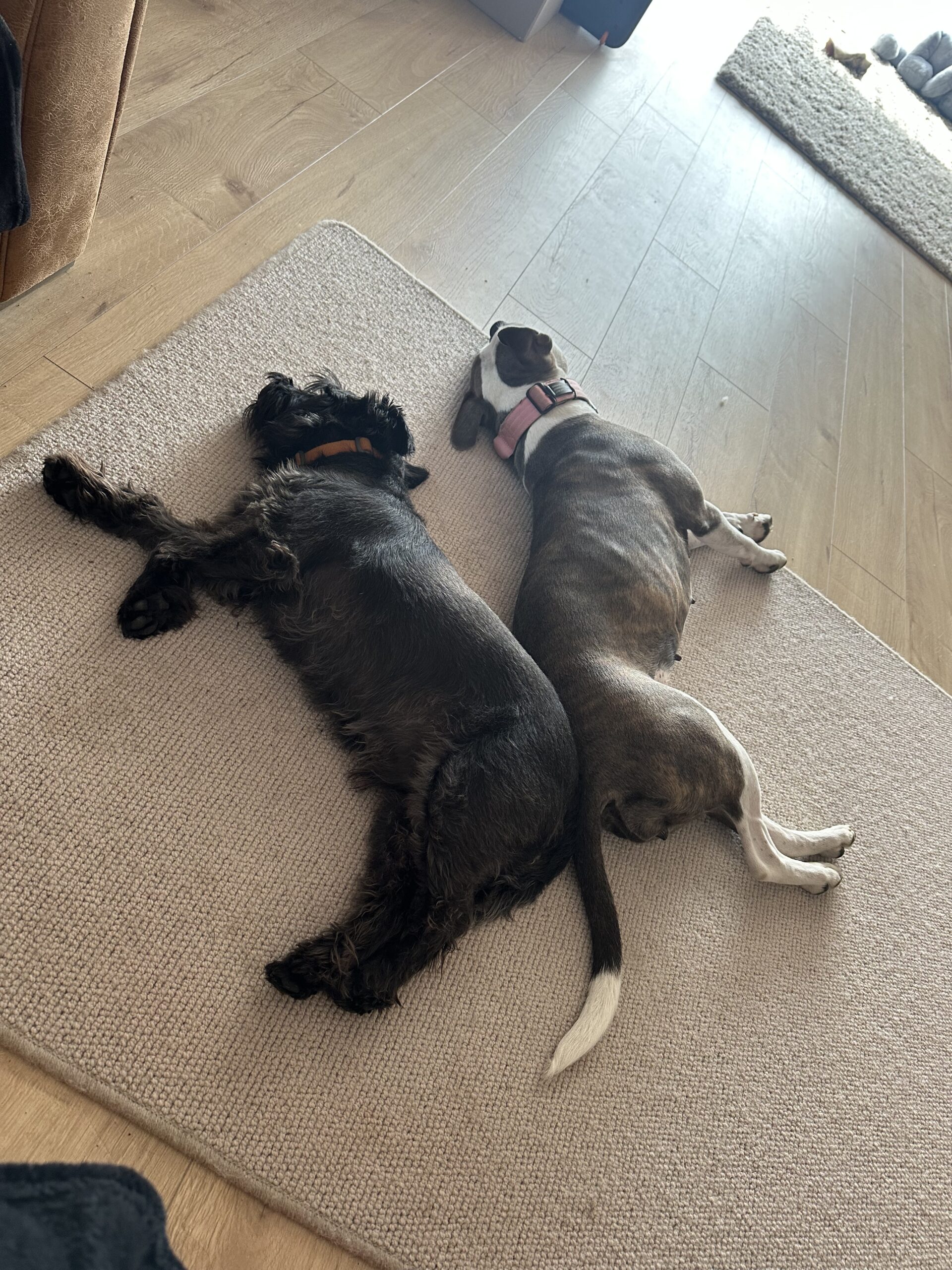 Luna and her Dog Brother