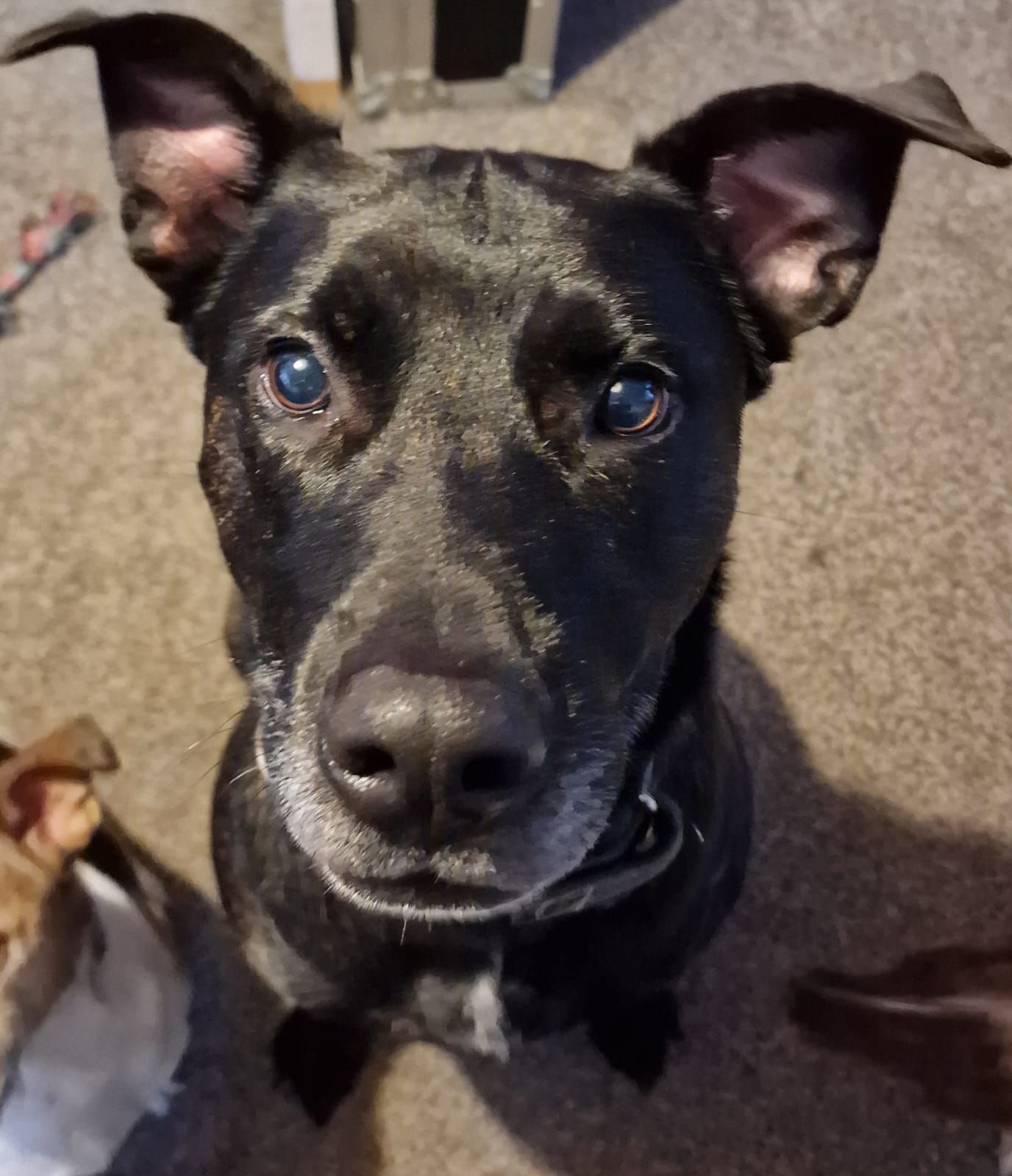 Hugo