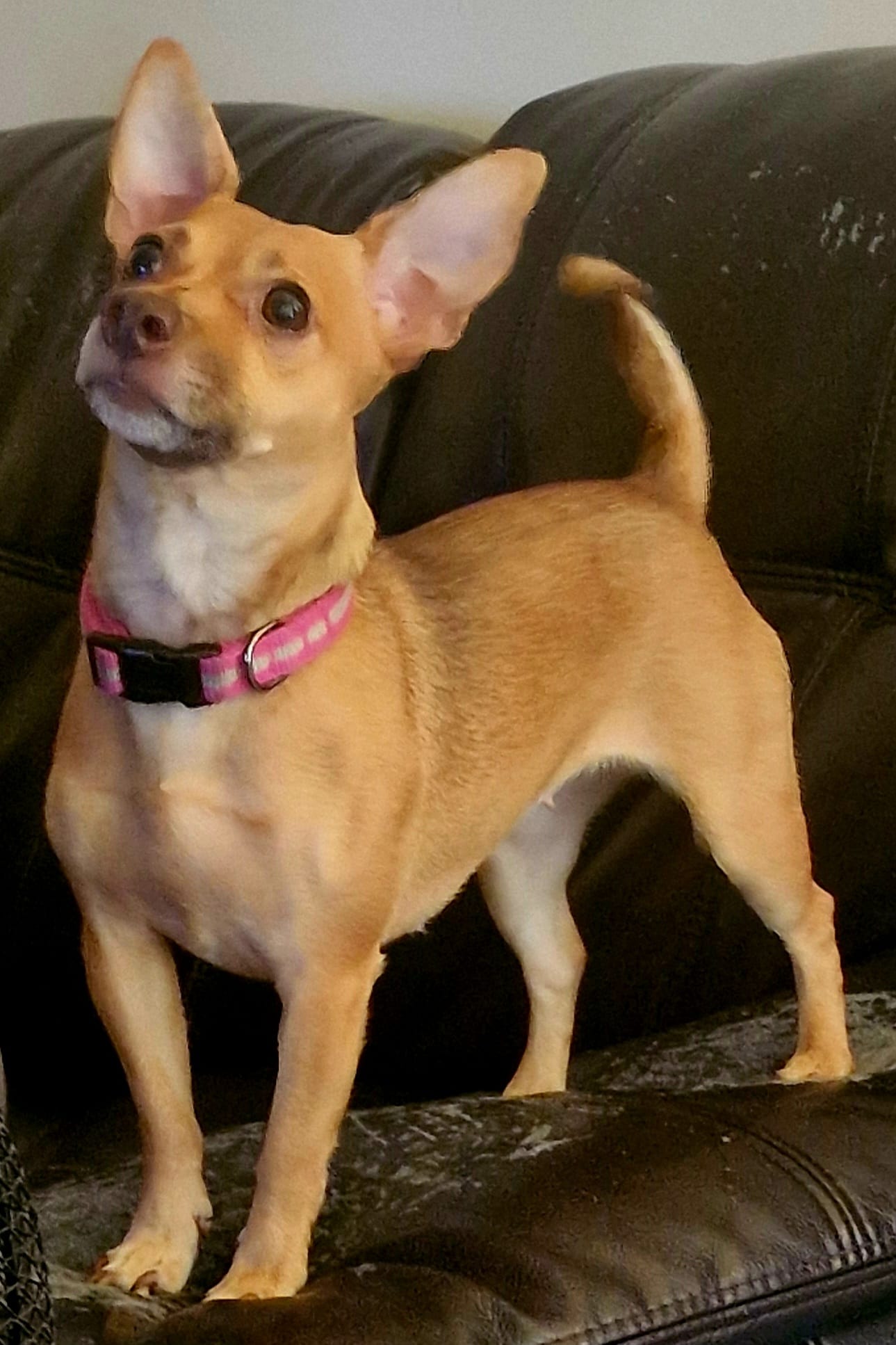 MINNIE 2