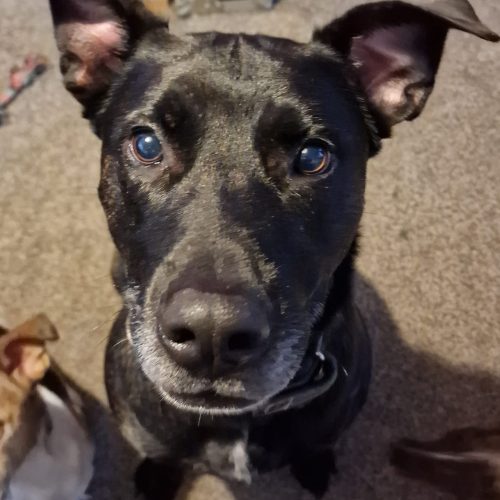 Hugo