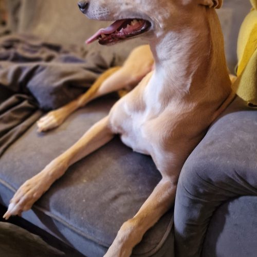 Loki
